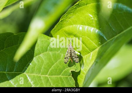 Weibliche Skorpionfliege (Panorpa sp.) Auf einem Blatt Stockfoto