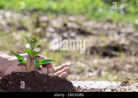 Kleiner Baum, der mit Sonnenschein im Garten wächst. Eco-Konzept Stockfoto