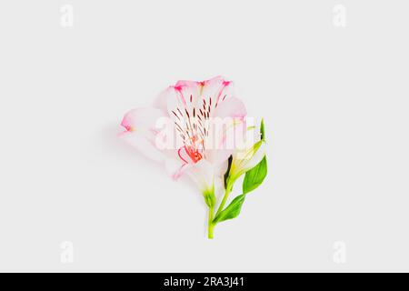 Rosafarbene Alstroemeria-Blume auf weißem Hintergrund, Nahaufnahme. Stockfoto