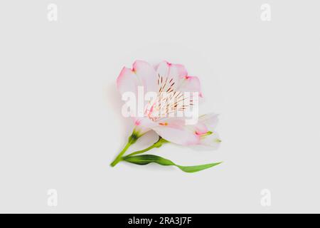 Rosafarbene Alstroemeria-Blume auf weißem Hintergrund, Nahaufnahme. Stockfoto