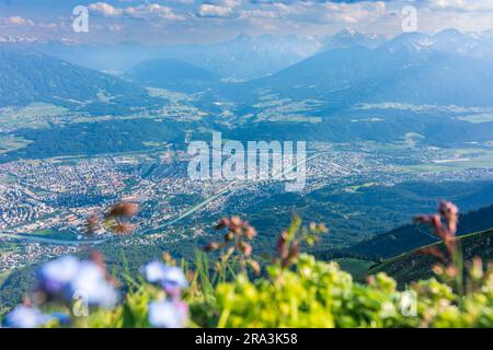 Innsbruck: Blick von der Seegrube auf die Bergkette Nordkette (Inntalkette) bis Innsbruck, Blumen in der Region Innsbruck, Tirol, Tirol, Österreich Stockfoto