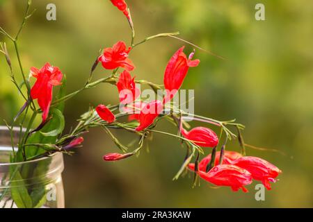 Rote Weihnachtsstolz-Pflanze (Ruellia amoena graecizans) auf weißem Hintergrund Stockfoto