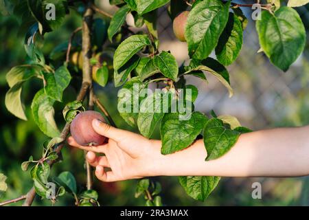 Die Hand eines Jungen hält einen roten Apfel auf einem Apfelbaum im Garten. Stockfoto