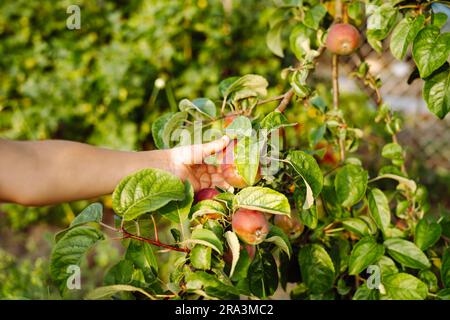 Die Hand eines Kindes reißt einen Apfel aus einem Apfelzweig. Ein Junge erntet reife Äpfel aus dem Garten. Stockfoto
