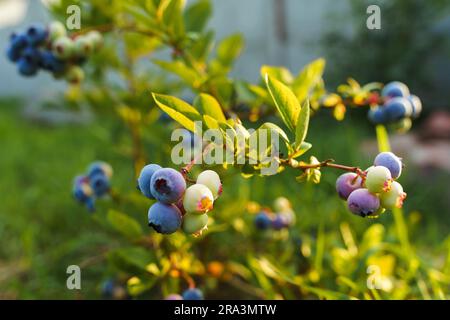 Heidelbeeren auf einem Busch im Sonnenlicht. Reife Blaubeeren wachsen im Bauerngarten Stockfoto