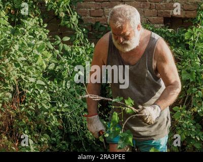 Chefkaukasischer Gärtner, der im Sommer Reben und Efeu, Pflanzen, Äste und Unkraut an einer Gartenwand schneidet. Den Garten putzen. Stockfoto