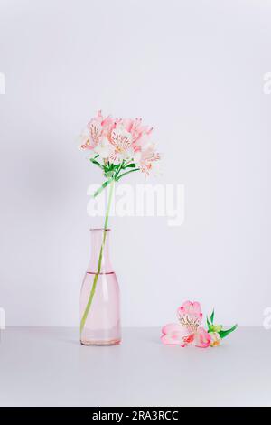 Vase mit rosa Alstroemeria-Blüten an der weißen Wand. Stillleben. Stockfoto