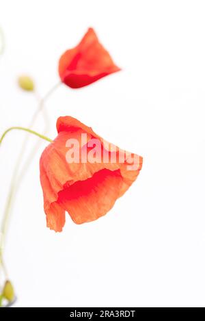 Rote Mohnblume isoliert auf weißem Hintergrund. Nahaufnahme. Stockfoto
