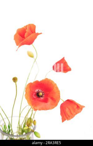 Rote Mohnblumen in Glasvase, Nahaufnahme. Stockfoto