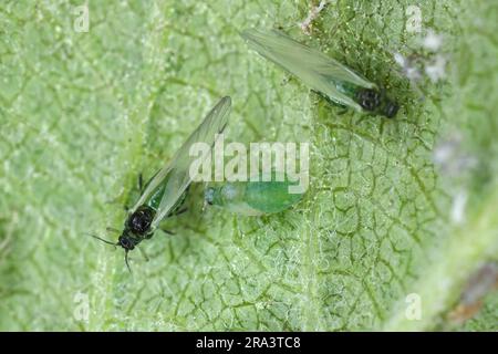 Rosige Apfelblume (Dysaphis plantaginea) an der Unterseite eines gekräuselten Apfelblattes. Eine Kolonie von Larven und geflügelten Individuen. Stockfoto