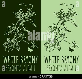 Drawings WHITE BRYONY . Handgezeichnete Illustration. Lateinische Bezeichnung BRYONIA ALBA L. Stockfoto