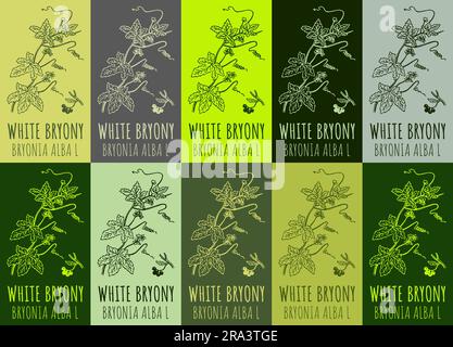 Zeichnungsset aus WEISSEM BRYONY in verschiedenen Farben. Handgezeichnete Illustration. Lateinische Bezeichnung BRYONIA ALBA L. Stockfoto