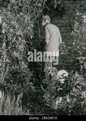 Erfahrene weiße Männer, die im Sommer Reben und Efeu, Pflanzen, Äste und Unkraut an einer Gartenwand schneiden. Den Garten putzen. Stockfoto