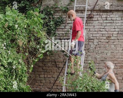 Erfahrene weiße Männer, die im Sommer Reben und Efeu, Pflanzen, Äste und Unkraut an einer Gartenwand schneiden. Den Garten putzen. Stockfoto