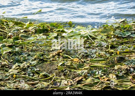 Viele Algen und Seerosen am Ufer des Dnieper Flusses am Sommernachmittag Stockfoto