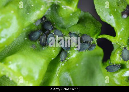 Bohnenläuse oder Blattläuse, Aphis fabae. Eine Kolonie flügelloser Individuen auf einem Spinatblatt. Stockfoto