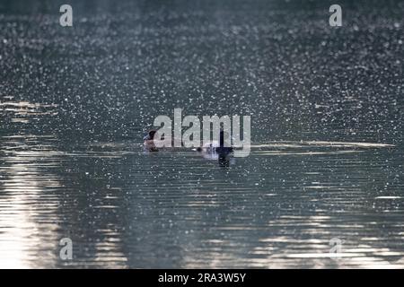 Kleiner Skaup (Aythya affinis) mit weiblicher getufteter Ente Norfolk Juni 2023 Stockfoto