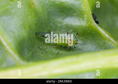 Grüne geflügelte Blattläuse auf einem Spinatblatt im Garten. Stockfoto