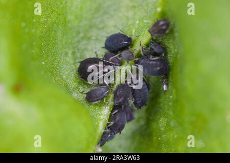 Bohnenläuse oder Blattläuse, Aphis fabae. Eine Kolonie flügelloser Individuen auf einem Spinatblatt. Stockfoto