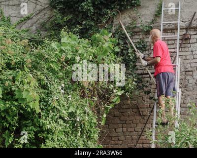 Erfahrene weiße Männer, die im Sommer Reben und Efeu, Pflanzen, Äste und Unkraut an einer Gartenwand schneiden. Den Garten putzen. Stockfoto