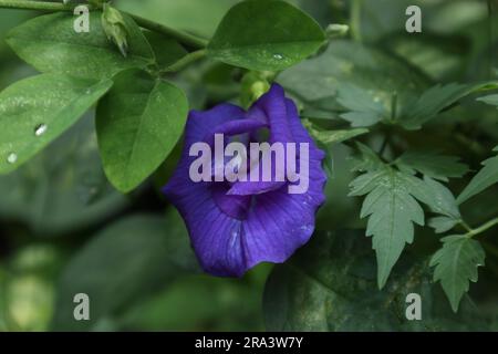 Nahaufnahme einer doppelten Schmetterlingserbse (Clitoria ternatea), die in der Rebe blüht Stockfoto