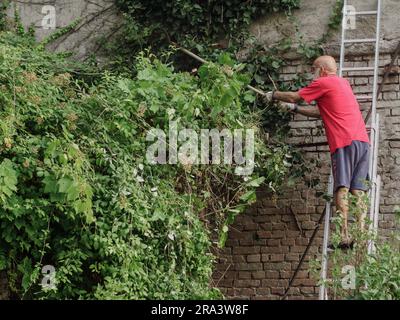 Erfahrene weiße Männer, die im Sommer Reben und Efeu, Pflanzen, Äste und Unkraut an einer Gartenwand schneiden. Den Garten putzen. Stockfoto