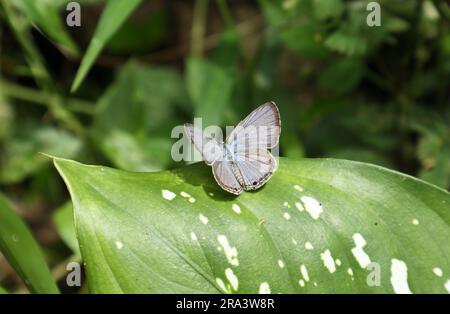 Ein einfacher Amor-Schmetterling, der seine Flügel ausbreitet, während er auf einer Blattoberfläche sitzt, Blick von hinten Stockfoto