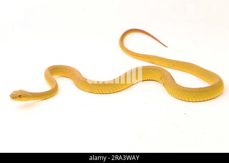 Gelber Sunda Island Pitviper Snake Trimeresurus insularis Wetar isoliert auf weißem Hintergrund Stockfoto