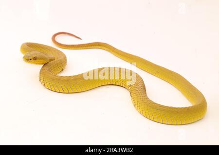 Gelber Sunda Island Pitviper Snake Trimeresurus insularis Wetar isoliert auf weißem Hintergrund Stockfoto