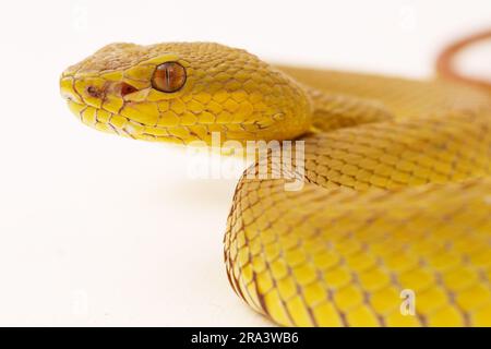 Gelber Sunda Island Pitviper Snake Trimeresurus insularis Wetar isoliert auf weißem Hintergrund Stockfoto