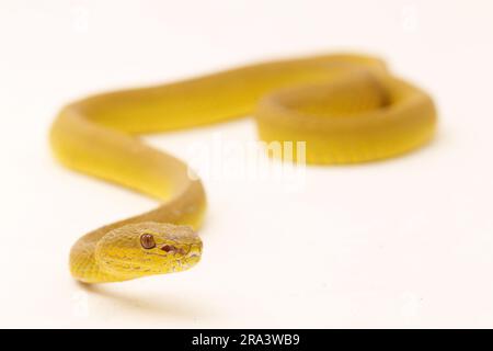 Gelber Sunda Island Pitviper Snake Trimeresurus insularis Wetar isoliert auf weißem Hintergrund Stockfoto