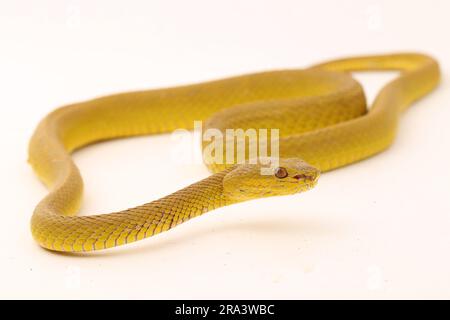 Gelber Sunda Island Pitviper Snake Trimeresurus insularis Wetar isoliert auf weißem Hintergrund Stockfoto