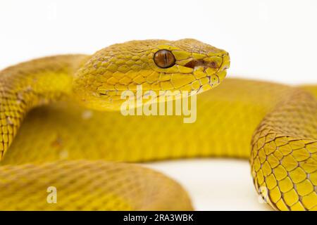 Gelber Sunda Island Pitviper Snake Trimeresurus insularis Wetar isoliert auf weißem Hintergrund Stockfoto
