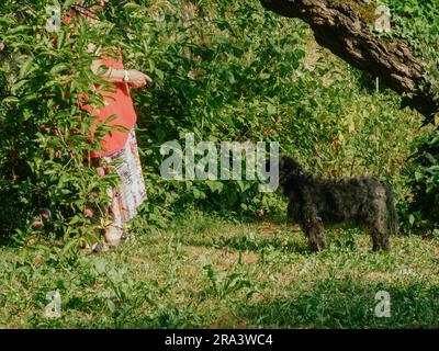 Erfahrene weiße Männer, die im Sommer Reben und Efeu, Pflanzen, Äste und Unkraut an einer Gartenwand schneiden. Den Garten putzen. Stockfoto