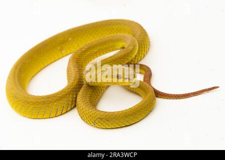 Gelber Sunda Island Pitviper Snake Trimeresurus insularis Wetar isoliert auf weißem Hintergrund Stockfoto