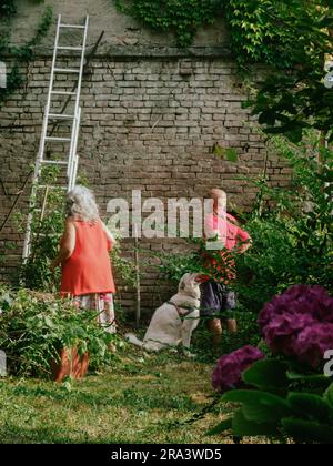 Erfahrene weiße Männer, die im Sommer Reben und Efeu, Pflanzen, Äste und Unkraut an einer Gartenwand schneiden. Den Garten putzen. Stockfoto