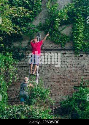 Erfahrene weiße Männer, die im Sommer Reben und Efeu, Pflanzen, Äste und Unkraut an einer Gartenwand schneiden. Den Garten putzen. Stockfoto