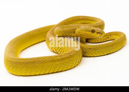 Gelber Sunda Island Pitviper Snake Trimeresurus insularis Wetar isoliert auf weißem Hintergrund Stockfoto