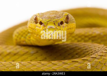 Gelber Sunda Island Pitviper Snake Trimeresurus insularis Wetar isoliert auf weißem Hintergrund Stockfoto