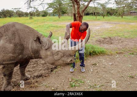 Ein Besucher füttert Baraka - das blinde schwarze Nashorn im Ol Pejeta Conservancy, Nanyuki, Kenia Stockfoto