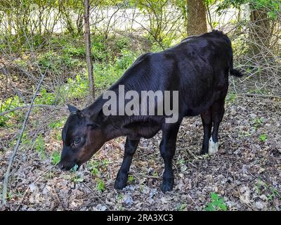 Angusskalb kaut auf einer grünen Pflanze im Sommerwald Stockfoto