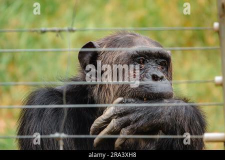 Schimpansen hinter einem Elektrozaun in Ol Pejeta Conservancy, Nanyuki, Kenia Stockfoto