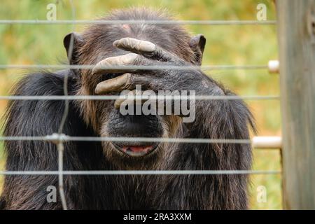 Schimpansen hinter einem Elektrozaun in Ol Pejeta Conservancy, Nanyuki, Kenia Stockfoto