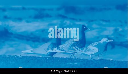 Drei Möwen am Sandstrand in blauen Farbtönen. Stockfoto