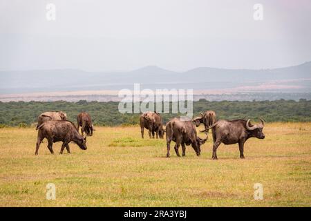 Eine Büffelherde, die in freier Wildbahn grast, im Ol Pejeta Conservancy in Nanyuki, Kenia Stockfoto