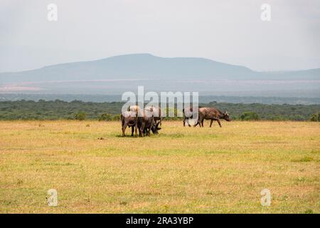 Eine Büffelherde, die in freier Wildbahn grast, im Ol Pejeta Conservancy in Nanyuki, Kenia Stockfoto