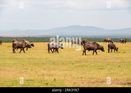 Eine Büffelherde, die in freier Wildbahn grast, im Ol Pejeta Conservancy in Nanyuki, Kenia Stockfoto