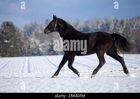 Pferde laufen im Winter frei auf dem Schneefeld Stockfoto