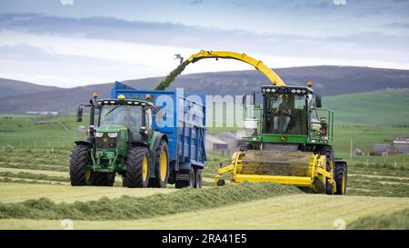 Silageherstellung auf einem Milchbetrieb auf der Orkney Island mit einem selbstfahrenden John Deere Erntemaschine, der einen Anhänger füllt, der von einem John Deere Traktor gezogen wird. Scotla Stockfoto