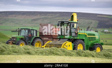 Silageherstellung auf einem Milchbetrieb auf der Orkney Island mit einem selbstfahrenden John Deere Erntemaschine, der einen Anhänger füllt, der von einem John Deere Traktor gezogen wird. Scotla Stockfoto